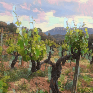 Tra i Filari del Supramonte: NFT della Vigna di Orgosolo, Cuore Biologico della Barbagia e Terra di Vini Eccellenti