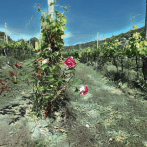 Vigna e Rose a Orgosolo: Tradizione, Biodiversità e Qualità Biologica nel Cuore della Sardegna
