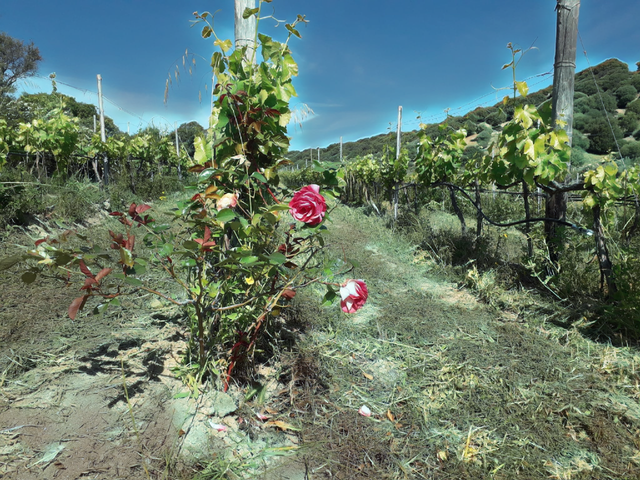 Vigna e Rose a Orgosolo: Tradizione, Biodiversità e Qualità Biologica nel Cuore della Sardegna
